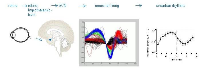 L'orologio biologico nel SCN. La luce dalle ipRGC retiniche (più sensibili alle lunghezze d'onda blu) viene trasmessa al SCN (modelli di accensione da un record di attività di unità multiple) e quindi trascina tutte le funzioni ritmiche (ad esempio la temperatura corporea centrale). Dati: S. Honma, C.Cajochen.
