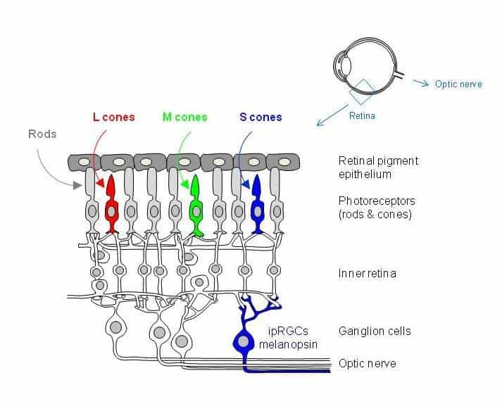 La retina umana. Coni e bastoncelli sono cellule che formano l'immagine nella retina dell'occhio.