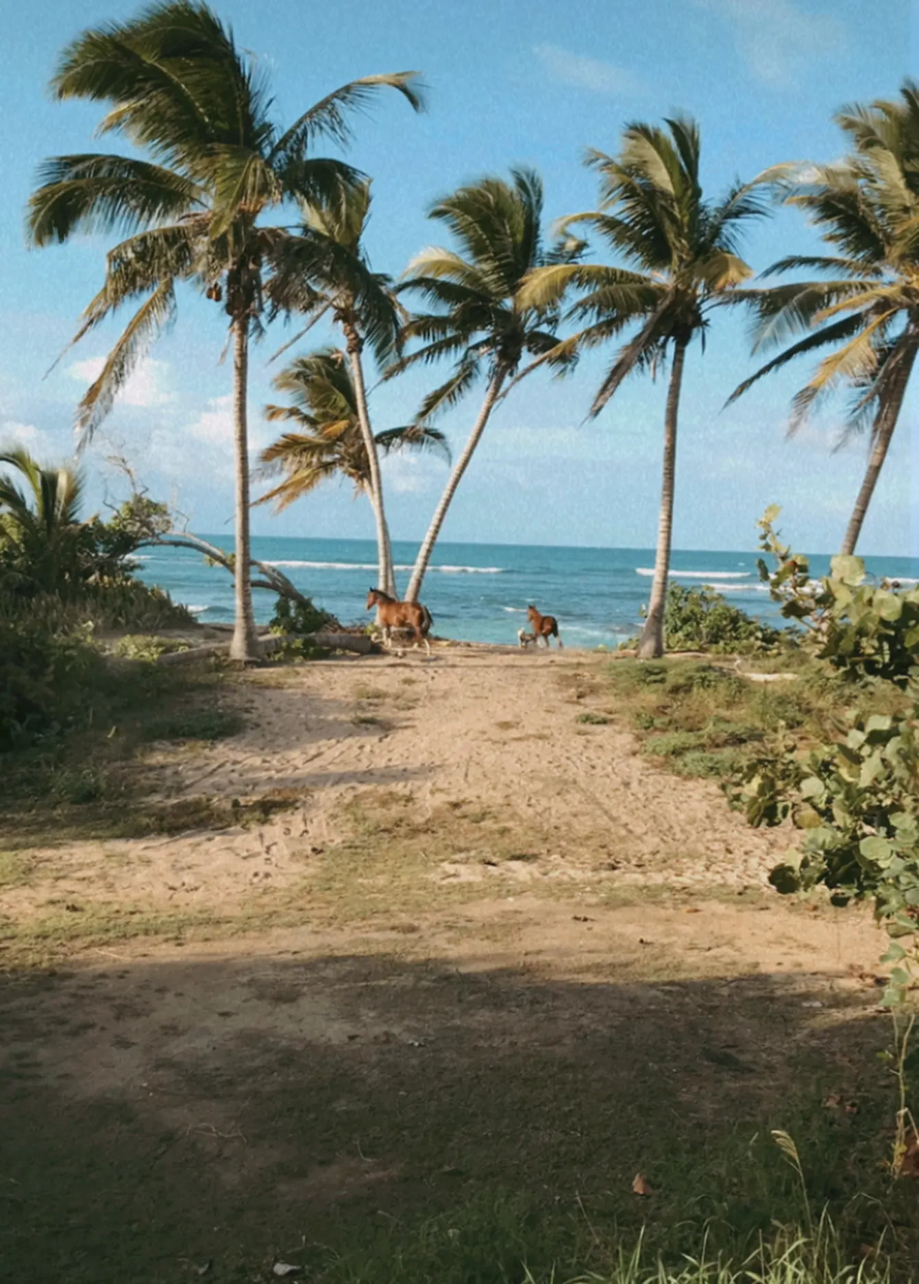 Vieques, foto di Roberta Da Soller, dicembre 2018.
